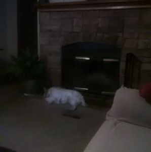 Meet your Posher, Diane